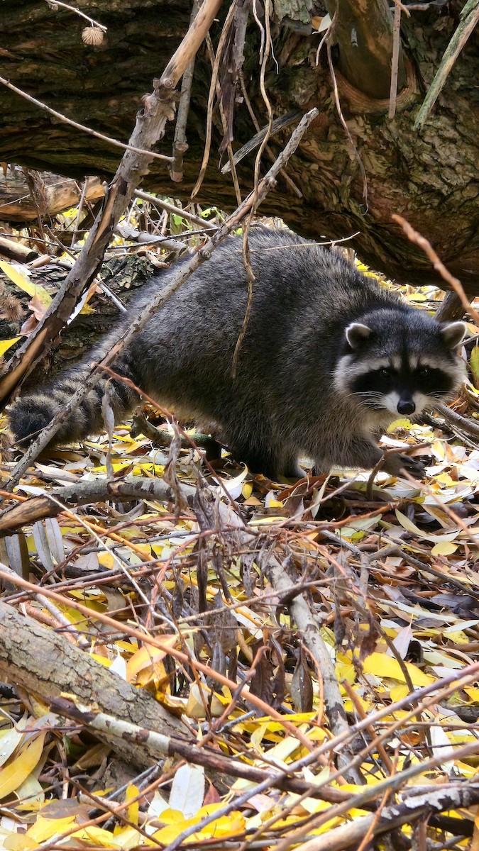 Common Raccoon - ML645399202