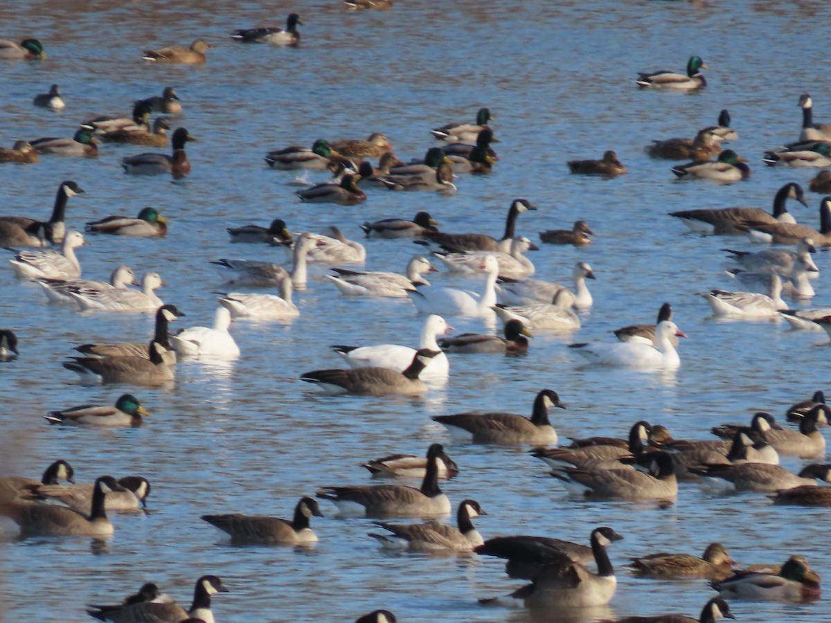 Snow Goose - ML645399206