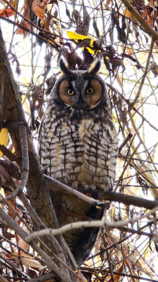 Long-eared Owl - ML645399221