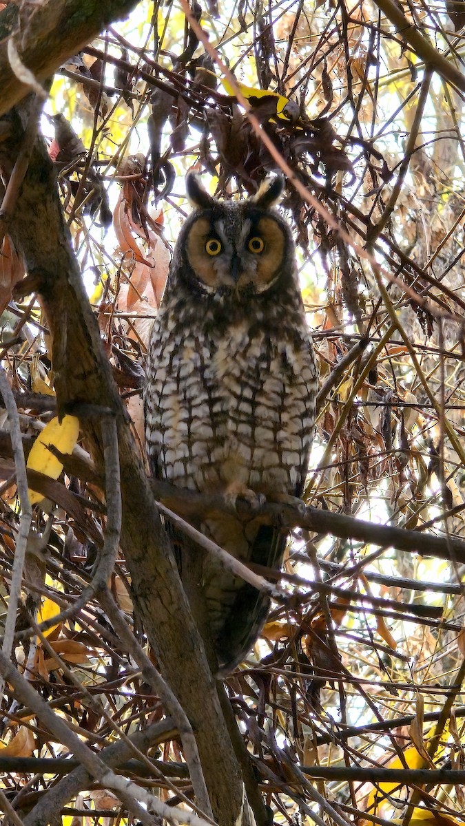 Long-eared Owl - ML645399222