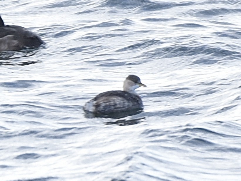 Little Grebe - ML645399233