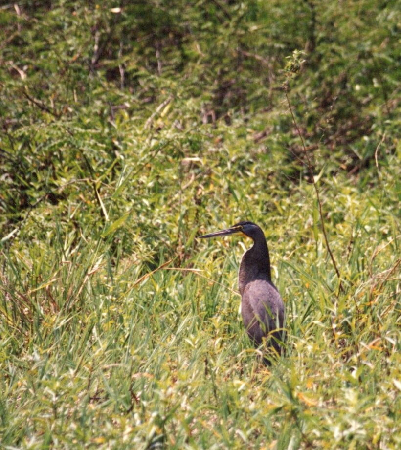 Bare-throated Tiger-Heron - ML645399247