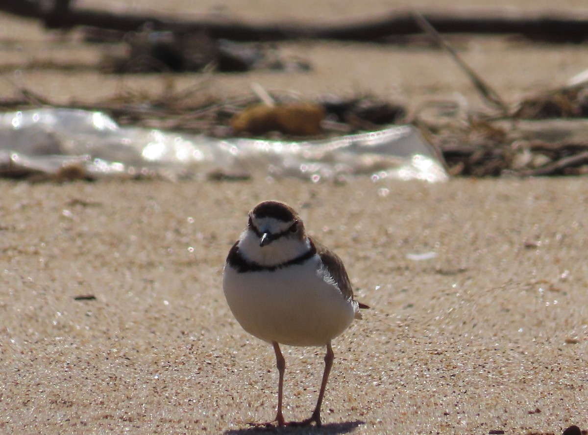 Collared Plover - ML645399261