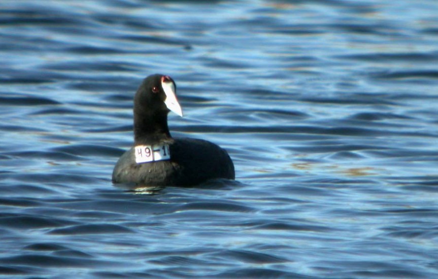 Red-knobbed Coot - ML645399266
