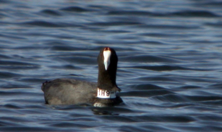 Red-knobbed Coot - ML645399267
