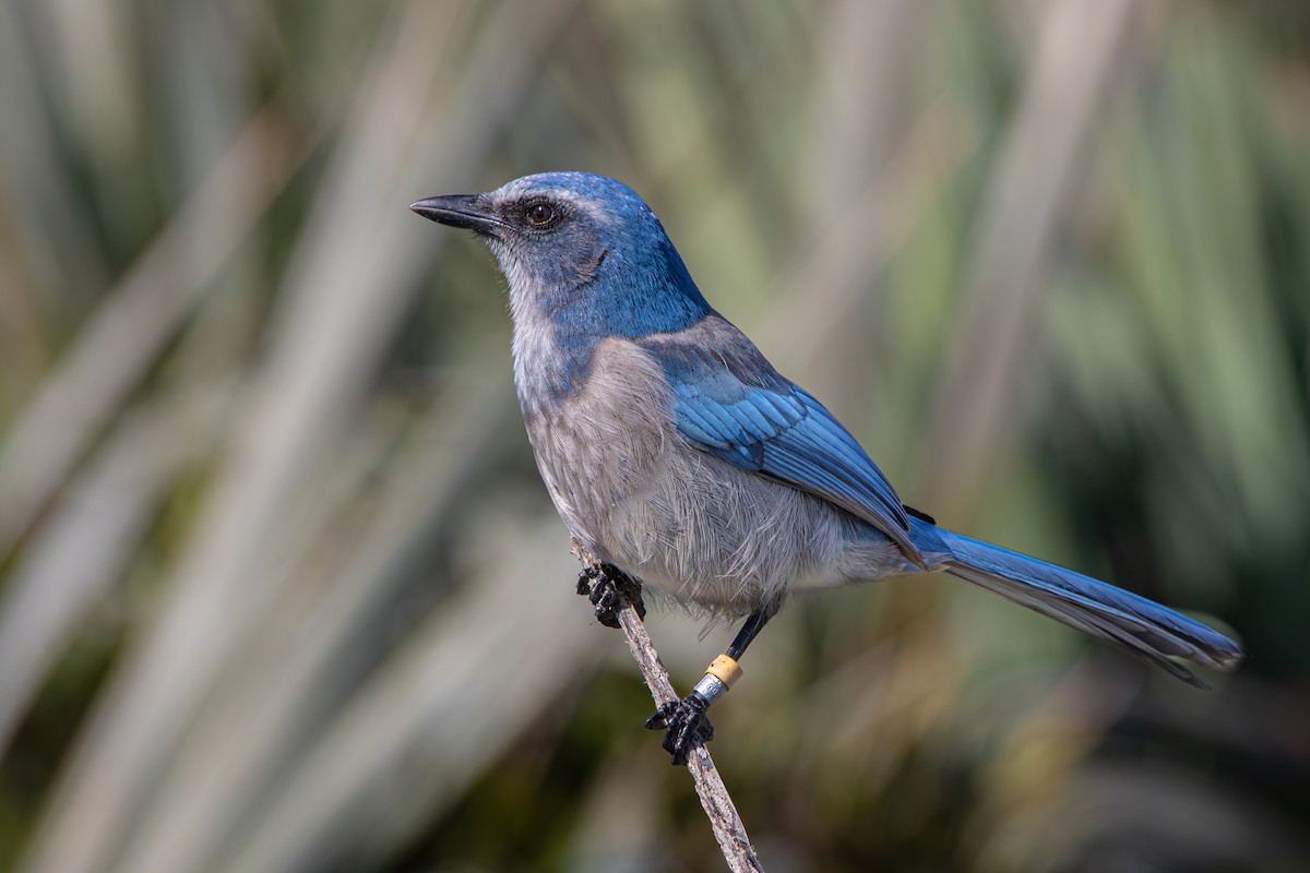Florida Scrub-Jay - ML645399270