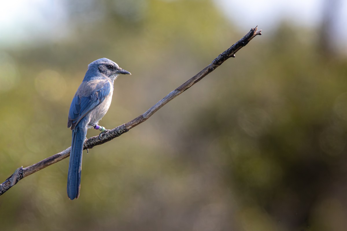 Florida Scrub-Jay - ML645399271