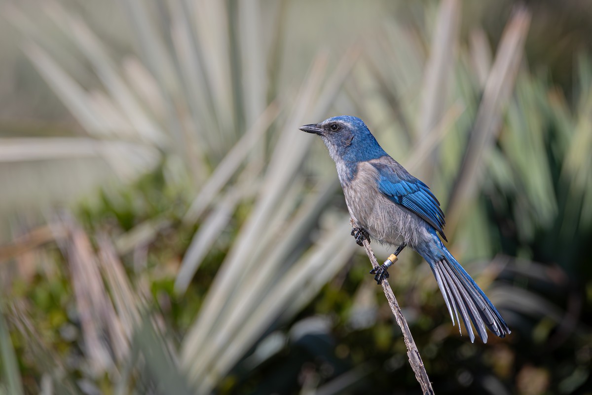 Florida Scrub-Jay - ML645399272