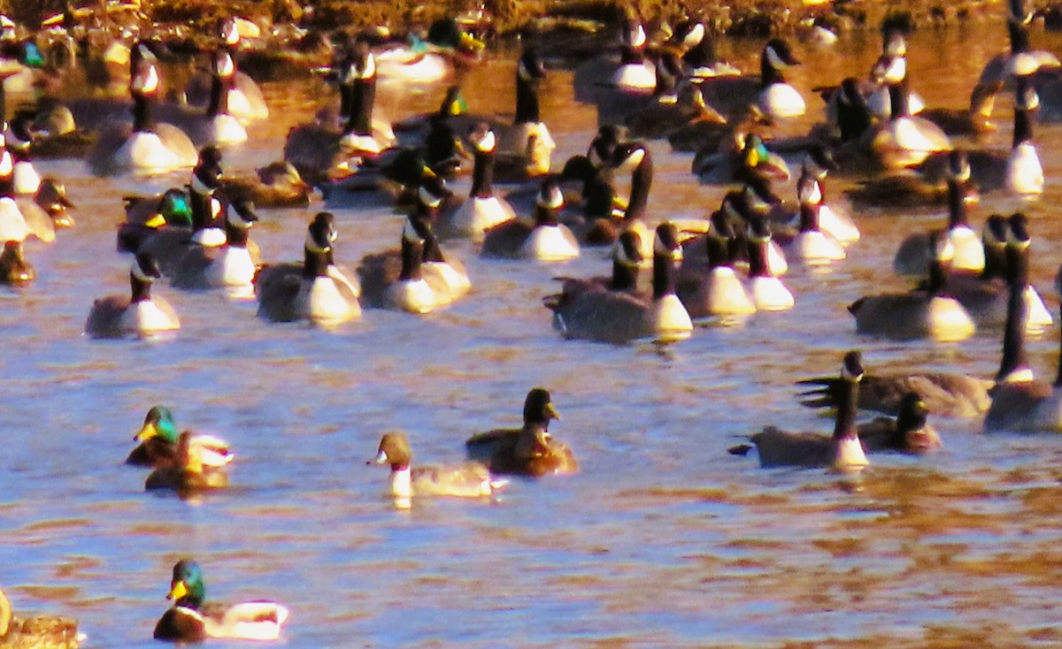 Northern Pintail - ML645399286
