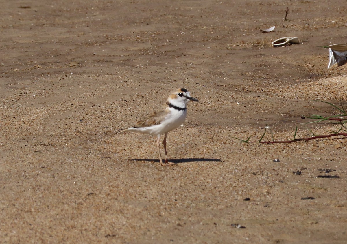 Collared Plover - ML645399296