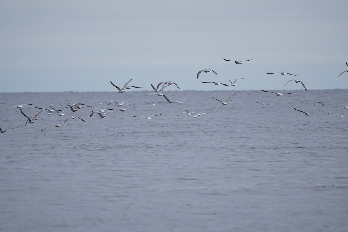 Мартиновий sp. - ML645399304