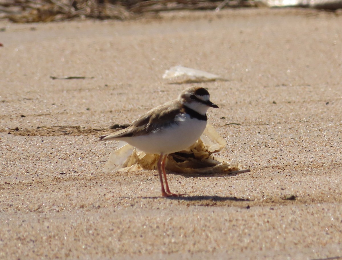 Collared Plover - ML645399315