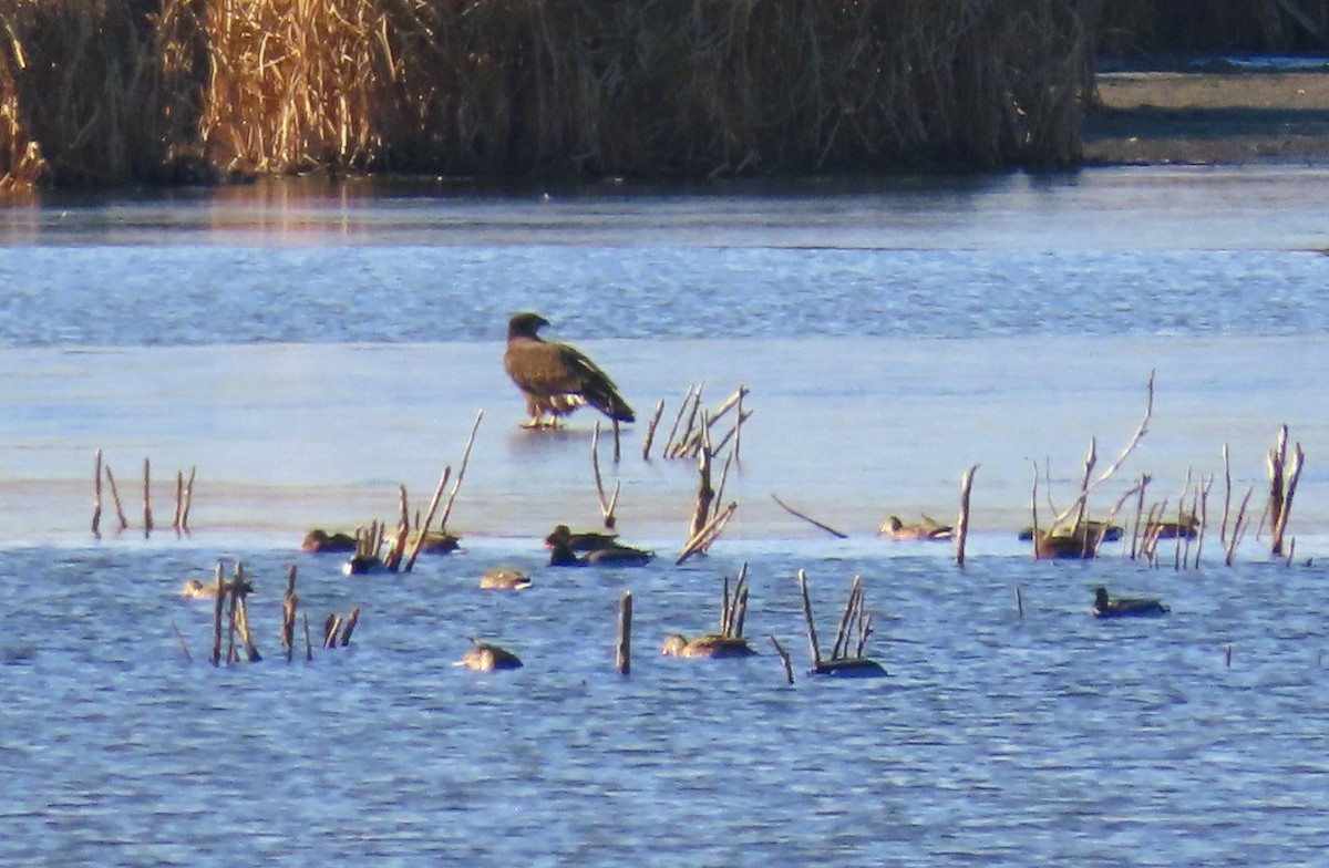 Bald Eagle - ML645399318