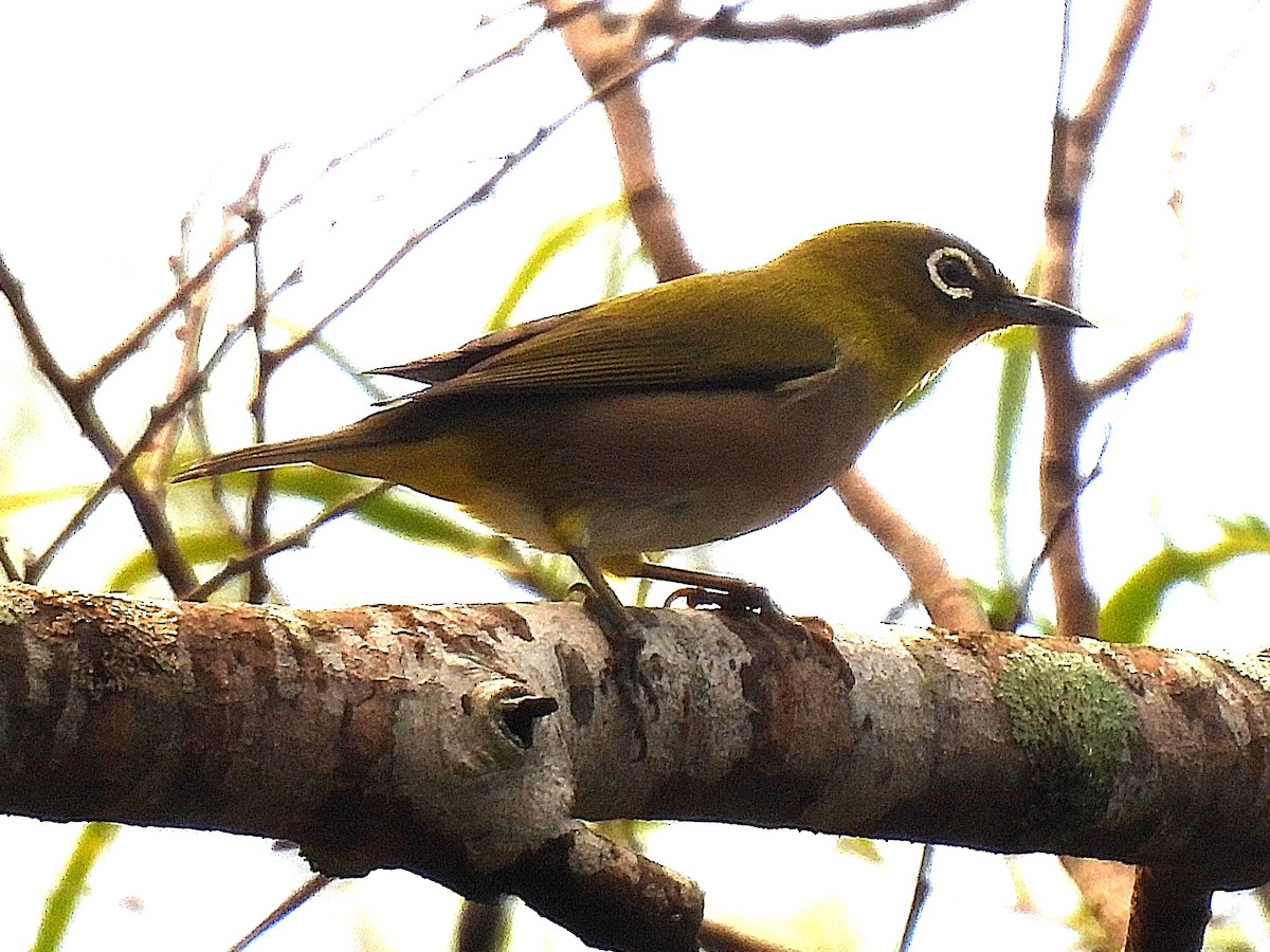 Anteojitos Japonés - ML645399330
