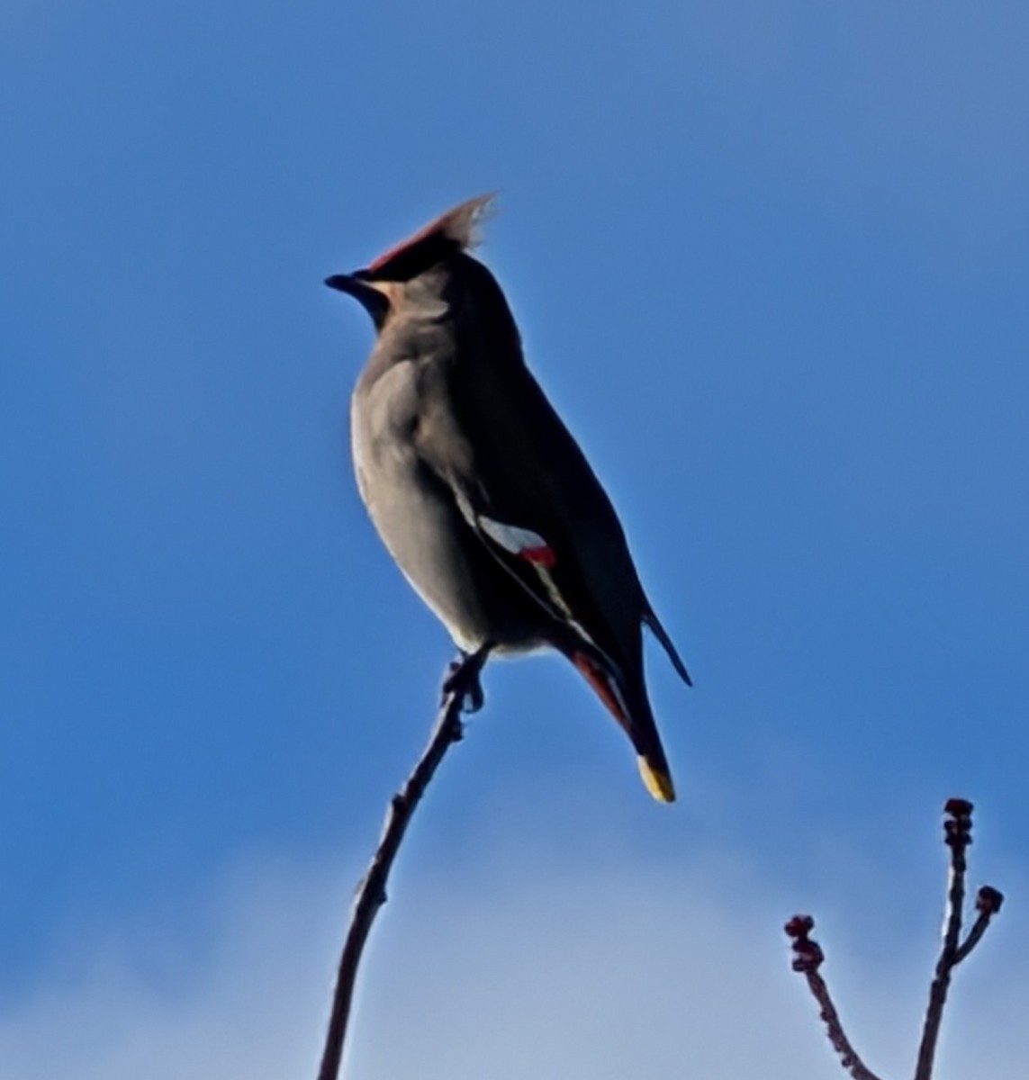 Bohemian Waxwing - ML645399338
