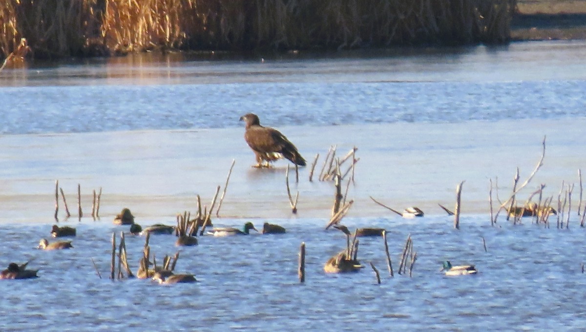 Bald Eagle - ML645399339