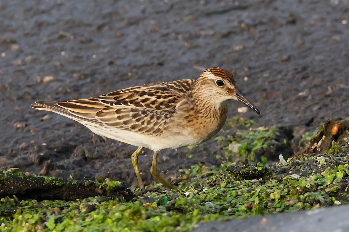 Sharp-tailed Sandpiper - ML645399344