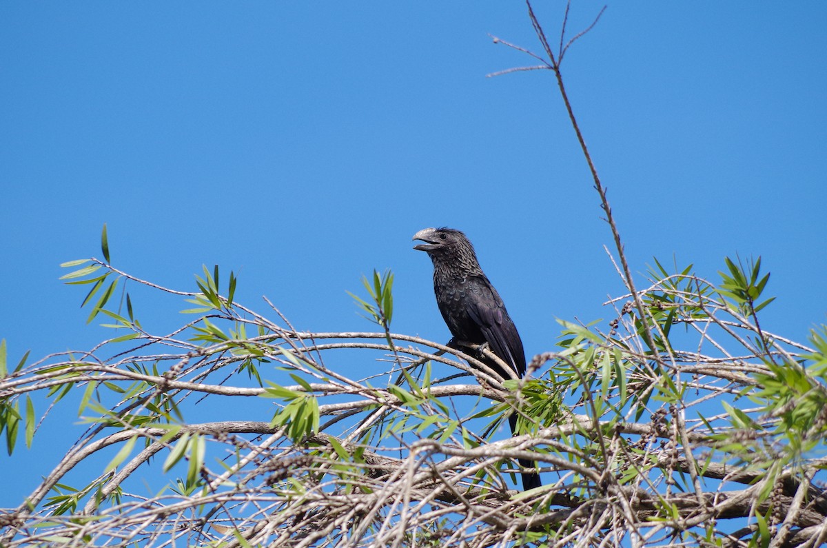 Smooth-billed Ani - ML645399347