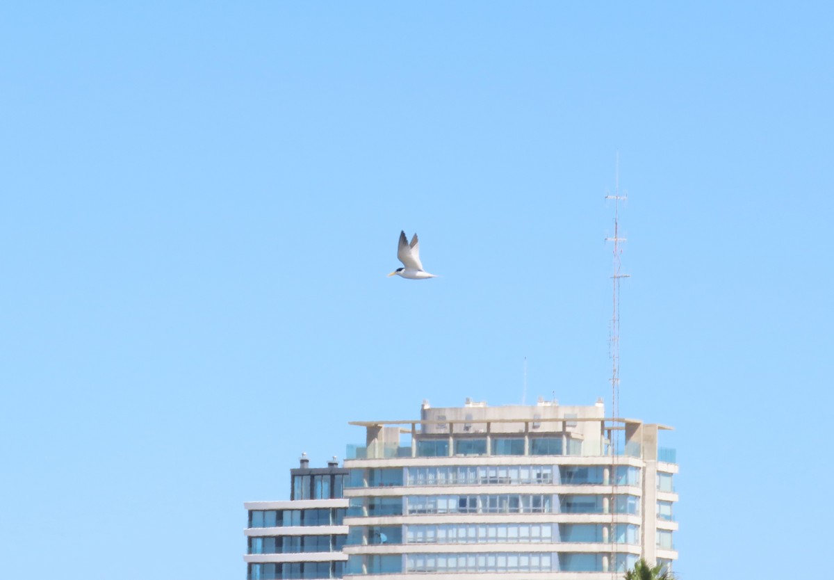 Yellow-billed Tern - ML645399350
