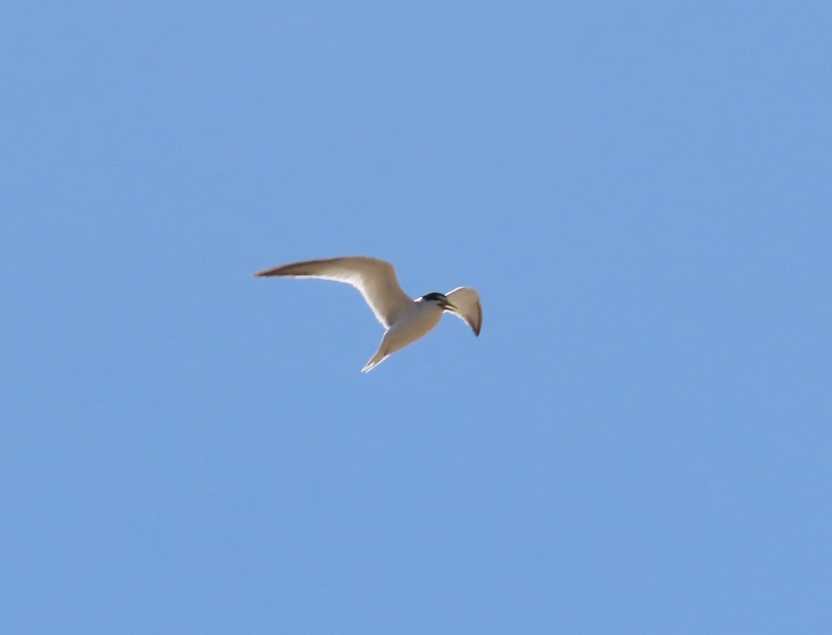 Yellow-billed Tern - ML645399361