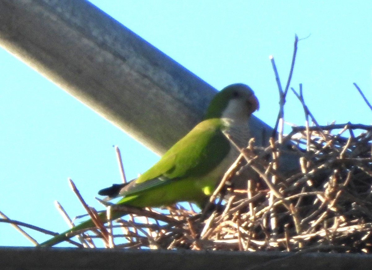 Mönchssittich - ML645399365