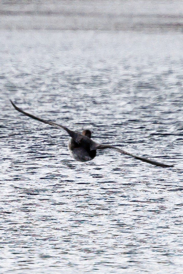 Hooded Merganser - ML645399367