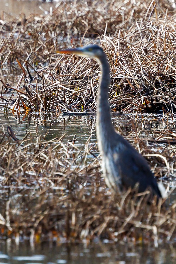 Great Blue Heron - ML645399379