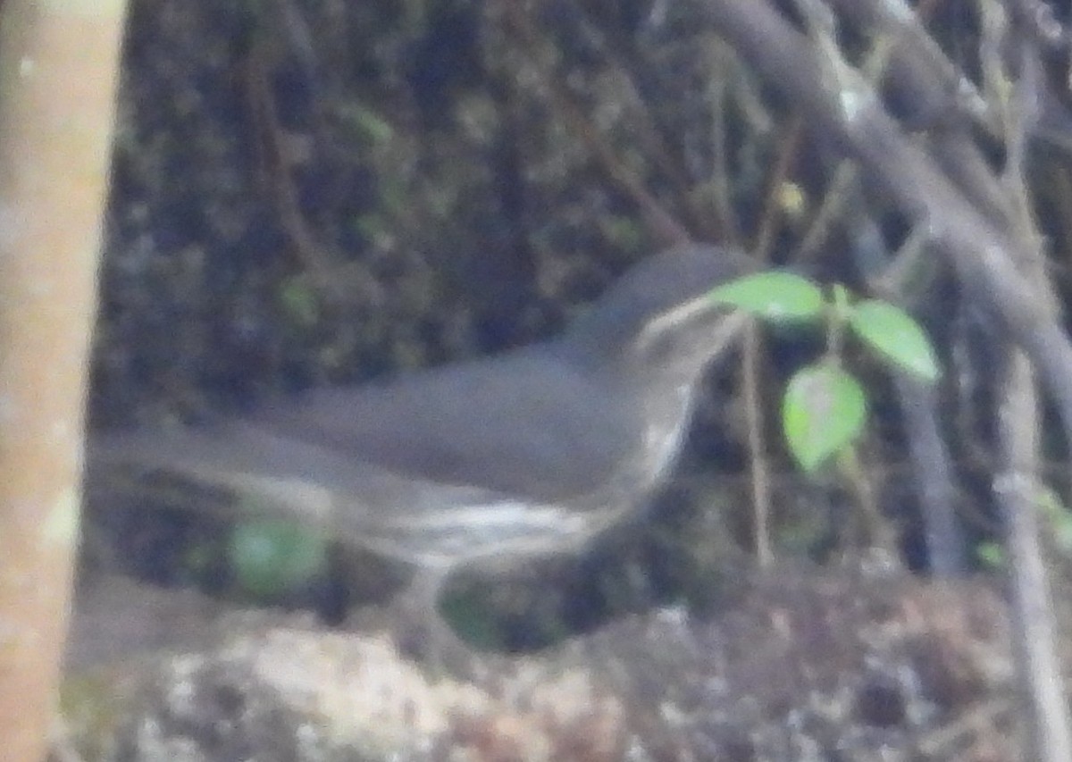 Northern Waterthrush - ML645399398