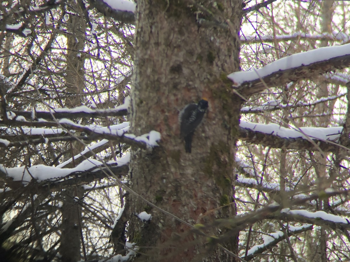 American Three-toed Woodpecker - ML645399399
