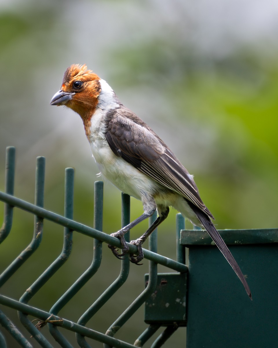 Red-crested Cardinal - ML645399400