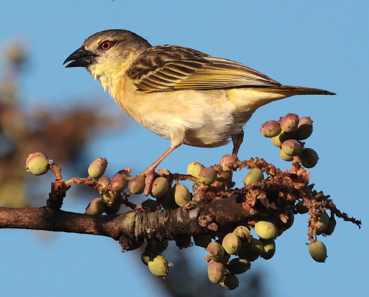 Golden-backed Weaver - ML645399439
