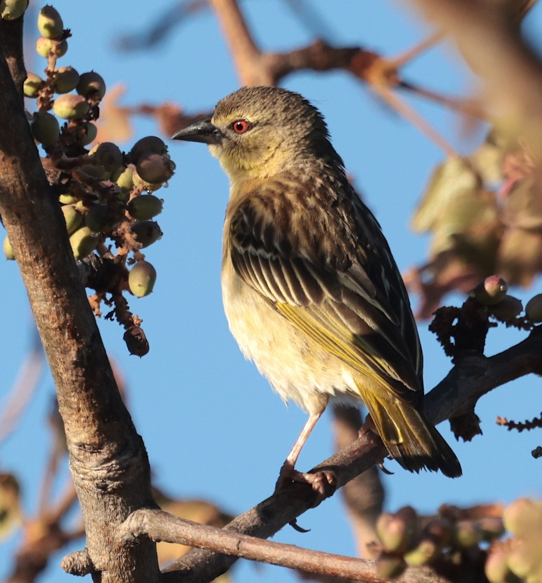 Golden-backed Weaver - ML645399440