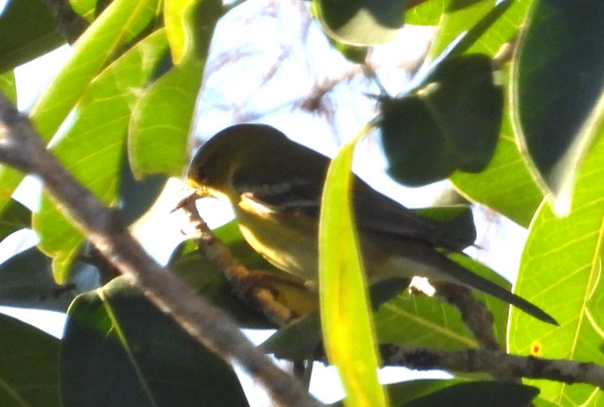 Pine Warbler - ML645399441