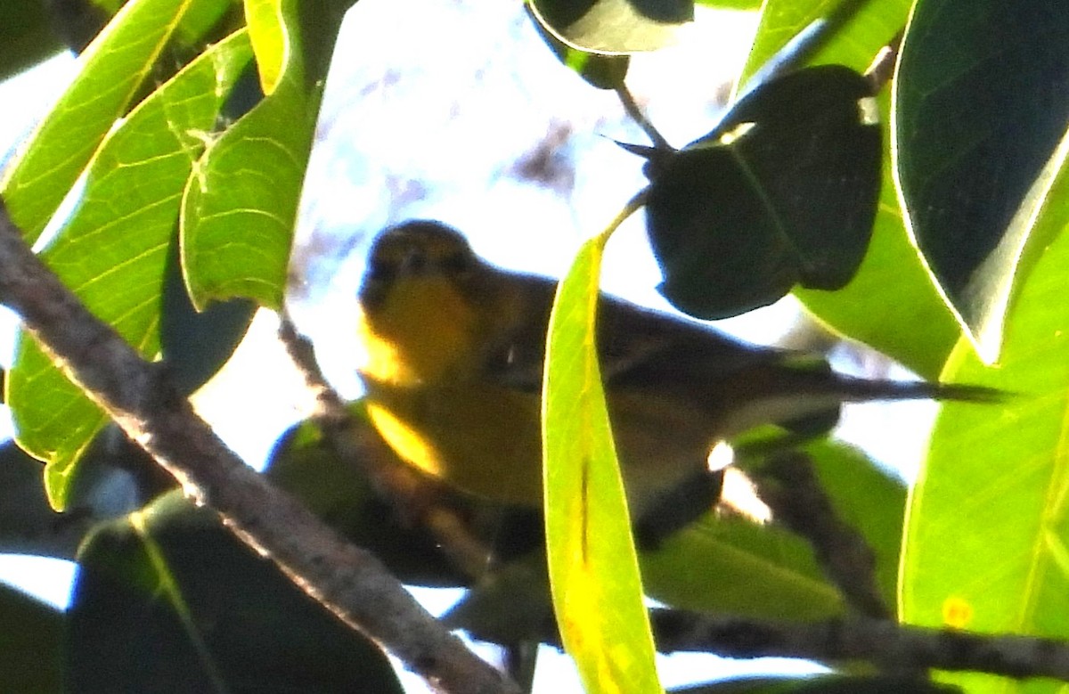 Pine Warbler - ML645399442