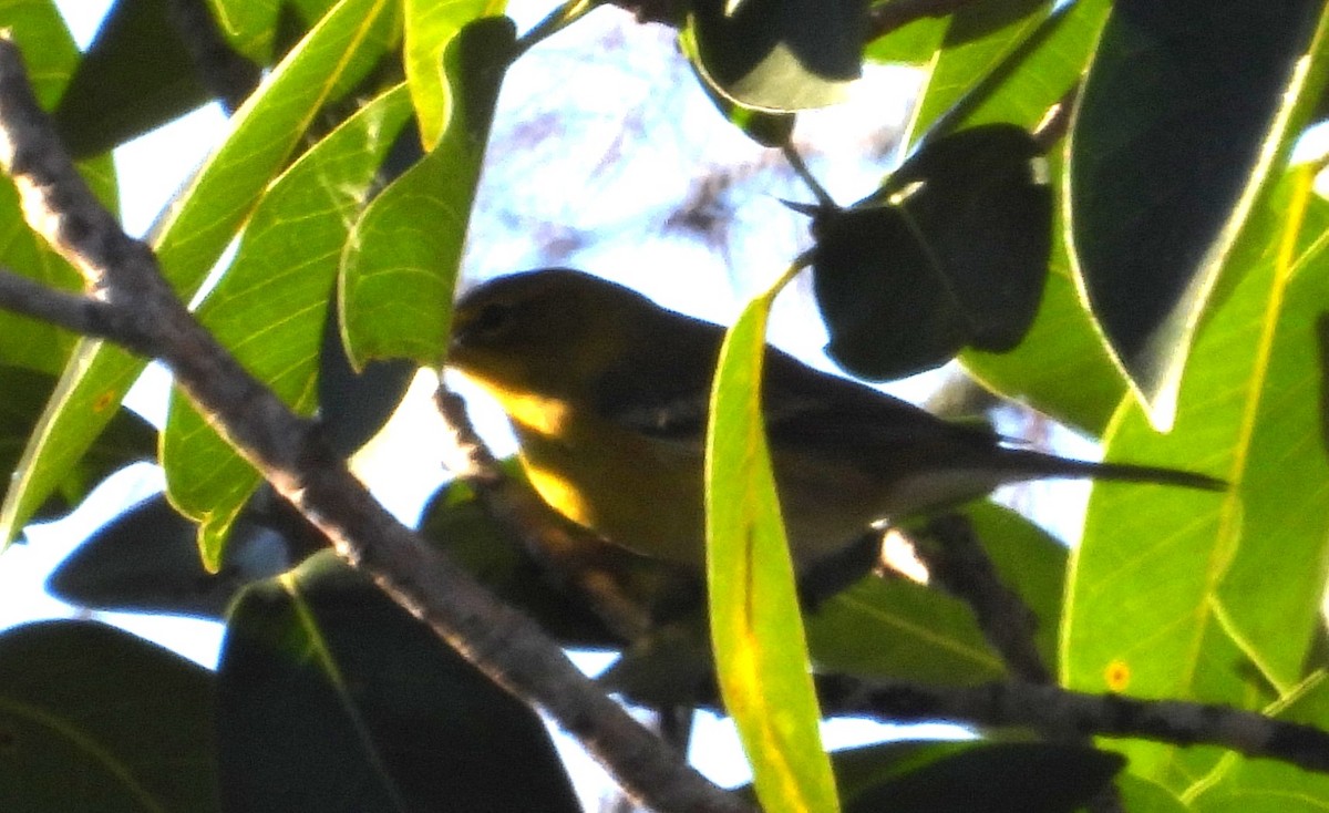 Pine Warbler - ML645399443