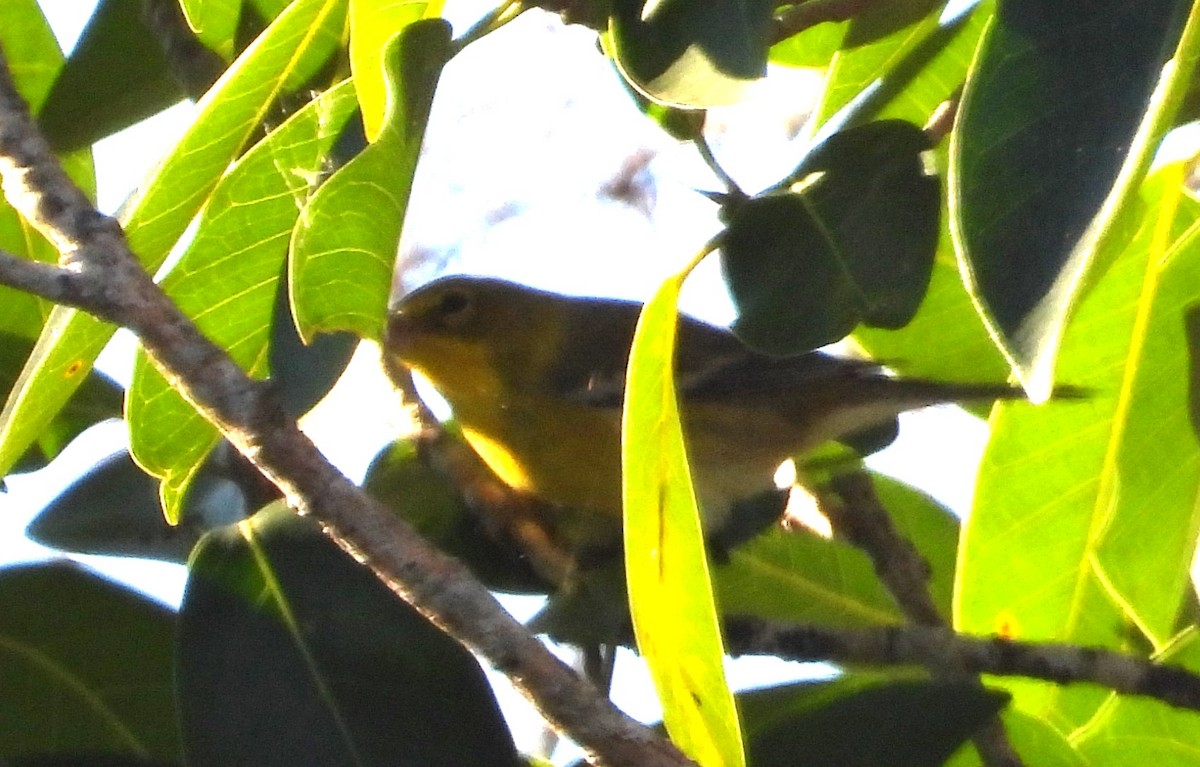 Pine Warbler - ML645399444