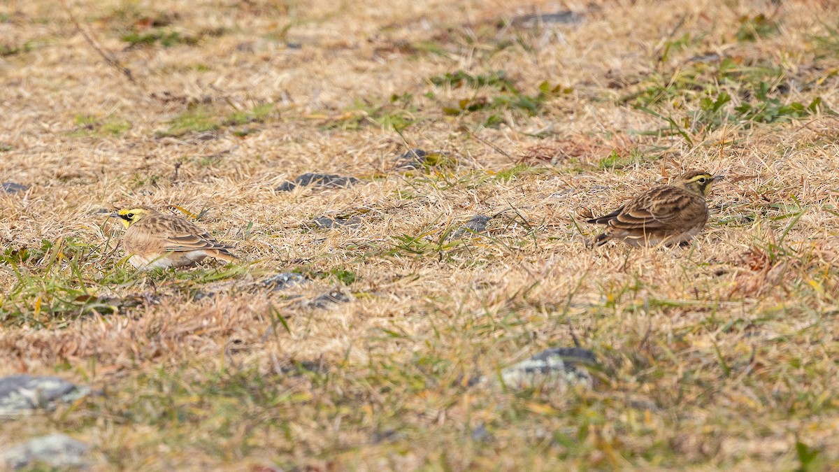 Horned Lark - ML645399445