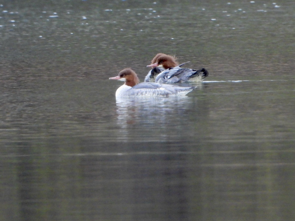Common Merganser - ML645399449