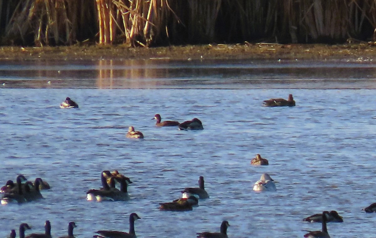 Lesser Scaup - ML645399451