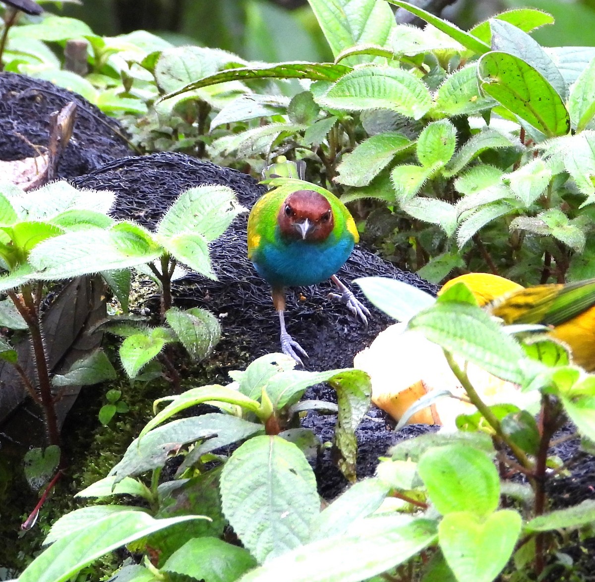 Tangara Cabecibaya - ML645399452