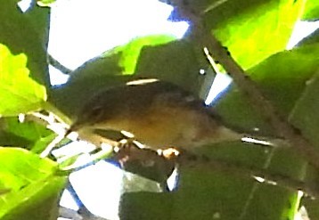 Northern Parula - ML645399462