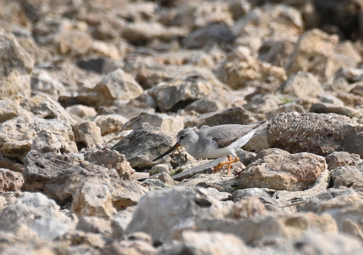 Terek Sandpiper - ML645399472