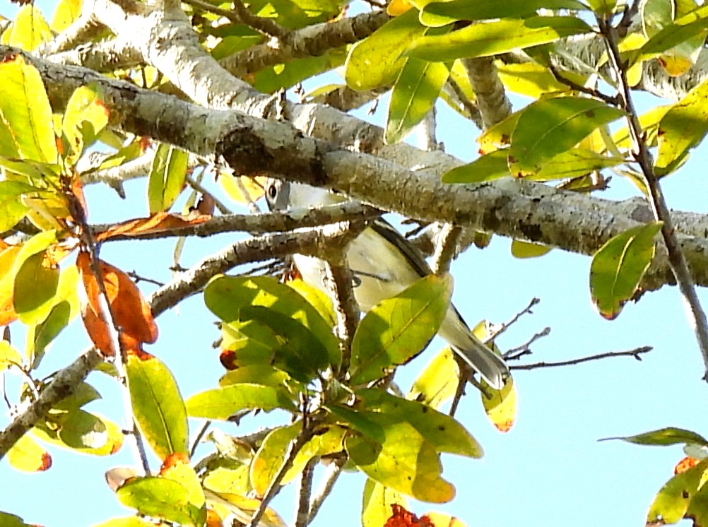 Blue-headed Vireo - ML645399481