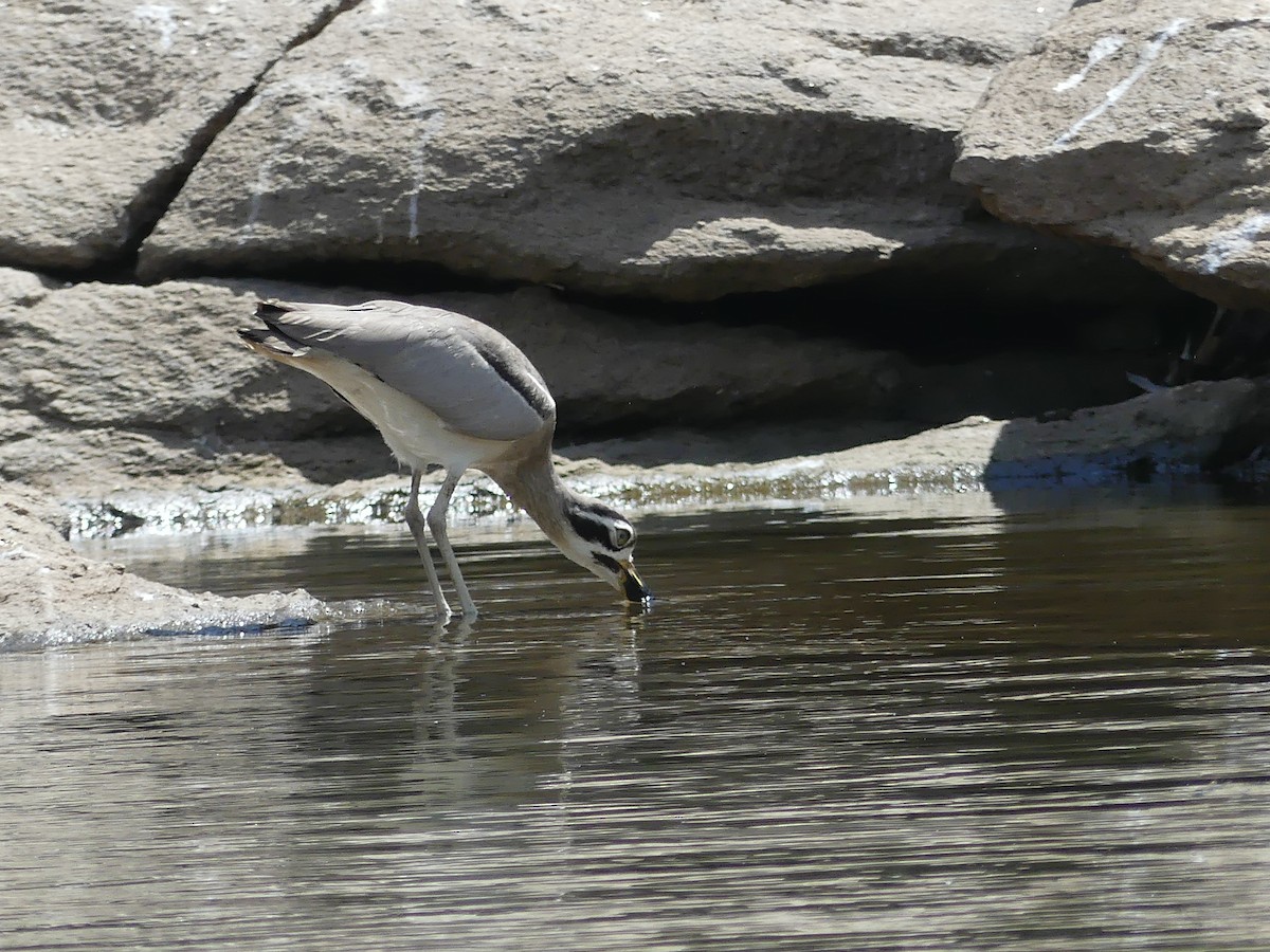 Great Thick-knee - ML645399484