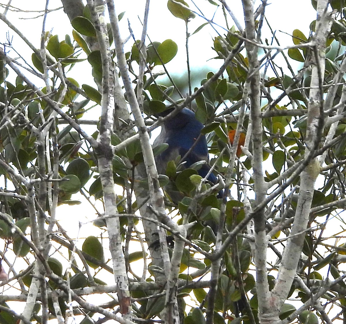 Florida Scrub-Jay - ML645399486