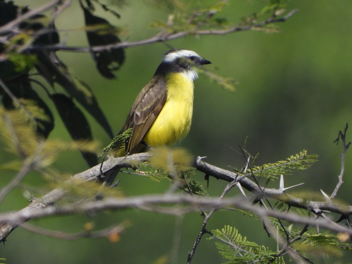 Sosyal Tiran - ML645399494