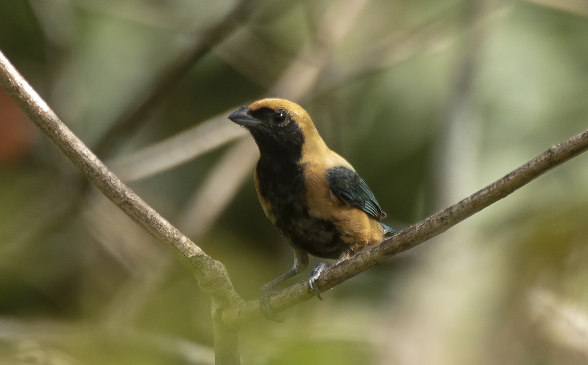 Burnished-buff Tanager - ML645399518