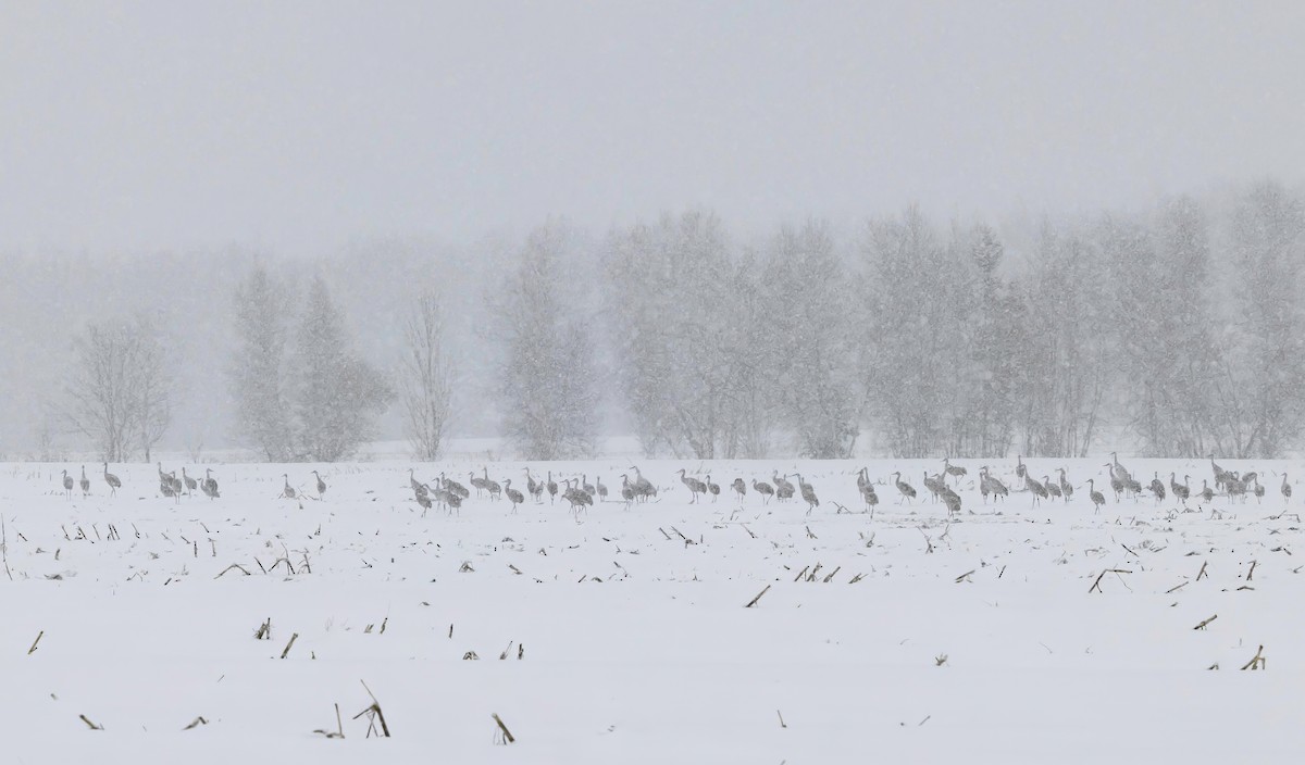 Sandhill Crane - ML645399524