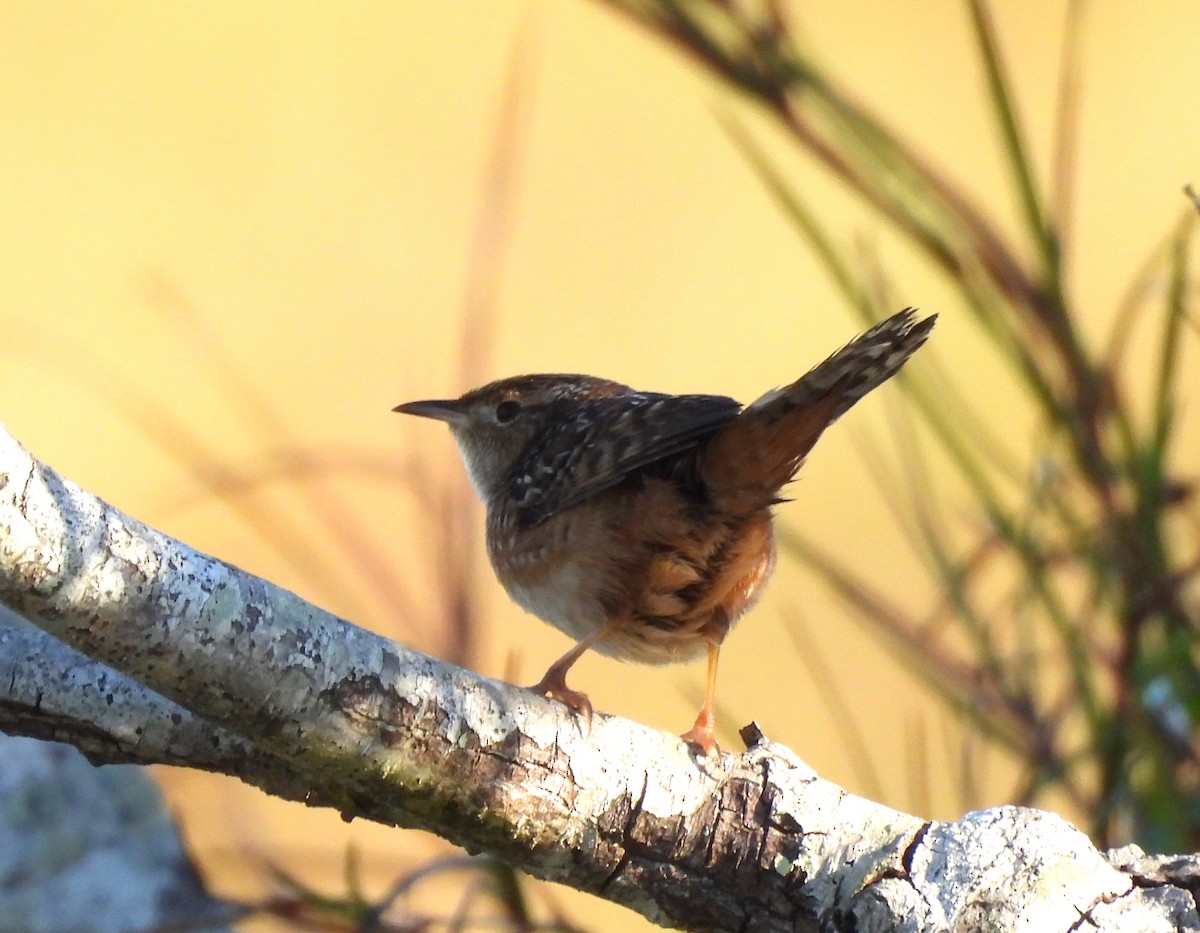 Sedge Wren - ML645399557