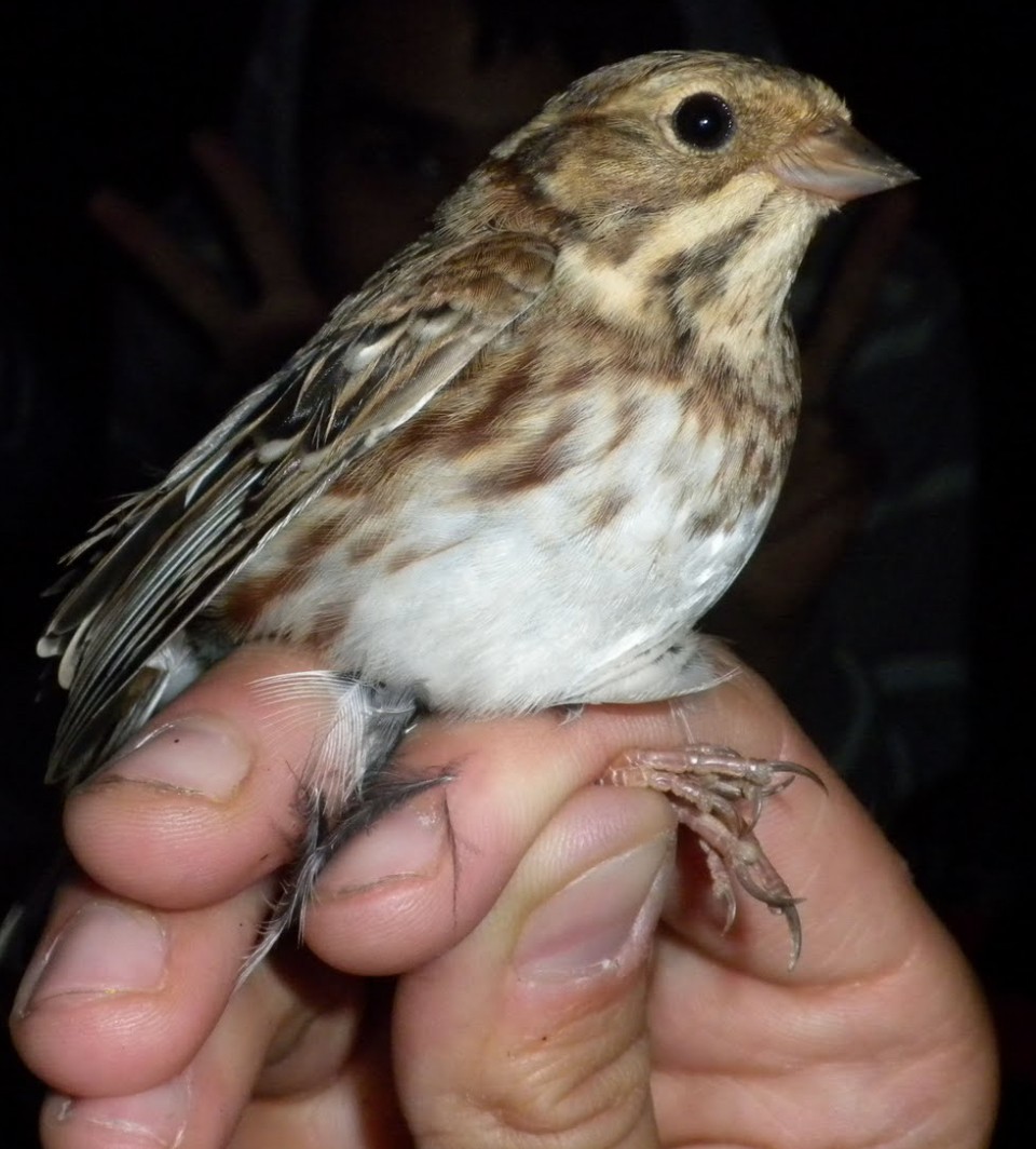 Rustic Bunting - ML645399559